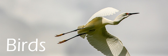 Birds_resized