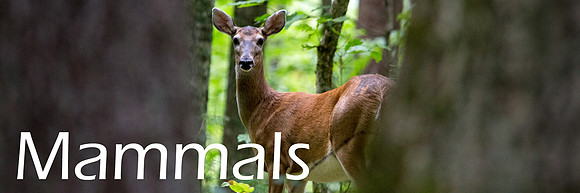 Mammals_resized