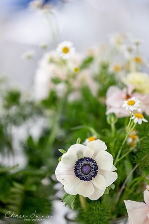 CLP-SteinWED-83