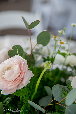CLP-SteinWED-81