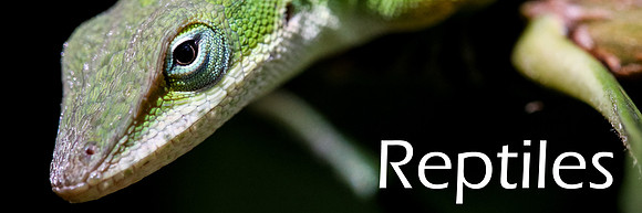 Reptiles_resized