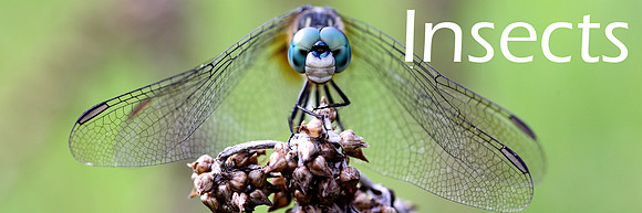 Insects_resized