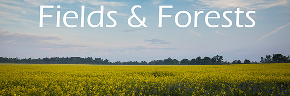 Fields and Forests_resized